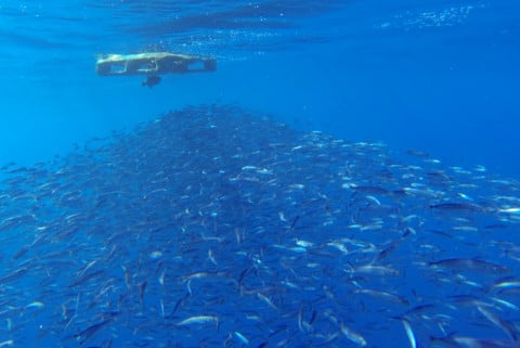 Lebensraume Im Meer Gomera Vive